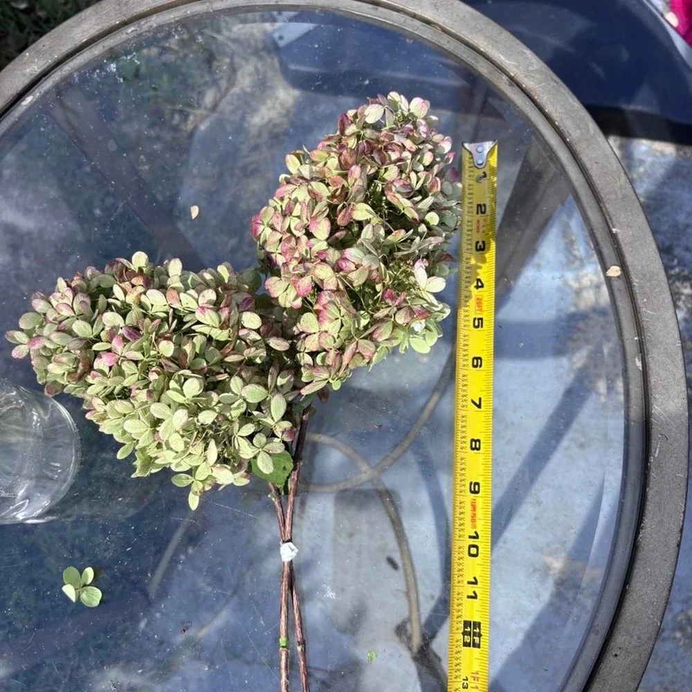 Real Preserved Hydrangea Stems 2 Count Sage Green Dusty Rose Pink Home Decor
